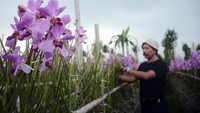 Pengelola perkebunan, Sidik Ilyas mengaku saat masa panen bunga anggrek tersebut didistribusikan ke Rawa Belong sebagai salah satu pusat pasar bunga yang ada di Jakarta.