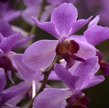 Untuk perawatan tidak terlalu sulit hanya diberikan pupuk dan juga disiram sehari dua kali