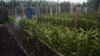 Untuk perawatan Anggrek tidak terlalu sulit hanya diberikan pupuk dan juga disiram sehari dua kali.