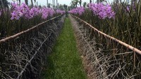 Sebelum pandemi, satu rangkai anggrek berisi 100 batang biasanya dijual seharga Rp 350 ribu. Namun saat pandemi harga jual anggrek menurun drastis.