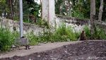Merapi Siaga, Monyet di Klaten Turun Gunung