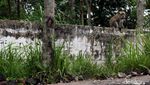 Merapi Siaga, Monyet di Klaten Turun Gunung