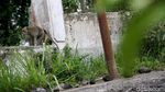 Merapi Siaga, Monyet di Klaten Turun Gunung