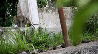 Seekor monyet berkeliaran di Jalan Dukuh Deles, Kemalang, Klaten, Jawa Tengah, Jumat (20/11/2020).