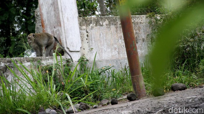 Merapi Siaga, Monyet di Klaten Turun Gunung Sejumlah monyet berkeliaran di area sekitar permukiman warga di Klaten. Kehadiran monyet-monyet di area permukiman warga itu diketahui untuk mencari makanan.