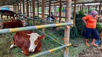 Jumlah ternak yang dievakuasi di kandang komunal Kalurahan Glagaharjo sekitar 40 ekor sapi. Terdiri dari sapi perah dan sapi potong. Hewan-hewan ternak tersebut dievakuasi guna mengantisipasi terjadinya erupsi Gunung Merapi seperti pada tahun 2010 silam yang membuat sejumlah hewan ternak milik warga mati.