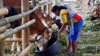 Bagi warga, sapi merupakan harta yang sangat berharga sehingga perlu dijaga. Bjsa dekat dengan ternaknya juga membuat hati peternak tentram. Selain itu, mereka juga menjaga ternaknya agar tidak stres.