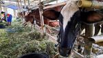 Penampakan Lokasi Pengungsian Hewan Ternak di Lereng Merapi