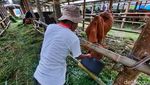 Penampakan Lokasi Pengungsian Hewan Ternak di Lereng Merapi