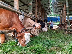 Seribuan Sapi di Jatim Kena Penyakit Kuku dan Mulut, Bisa Menular ke Manusia?