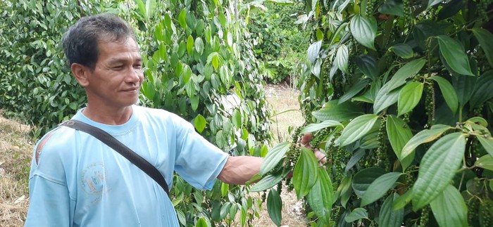 Petani Lada