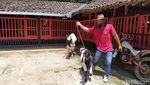 Foto: Wisata Edukasi Kambing Etawa Ada Juga di Magelang