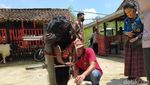 Foto: Wisata Edukasi Kambing Etawa Ada Juga di Magelang
