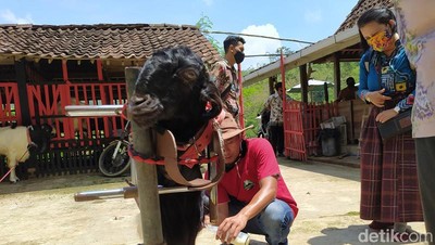 Foto: Wisata Edukasi Kambing Etawa Ada Juga di Magelang