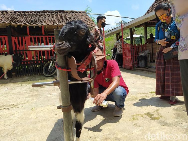 Foto: Wisata Edukasi Kambing Etawa Ada Juga di Magelang
