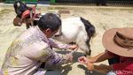Foto: Wisata Edukasi Kambing Etawa Ada Juga di Magelang