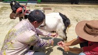 Untuk wisata edukasi, pengunjung biasanya akan mencoba memerah susu kambing etawa. Bahkan sebelum pandemi, turis dari mancanegara pernah datang ke Desa Ngargoretno. Mereka datang dari Belanda, Perancis, China, Jepang dan negara lainnya.