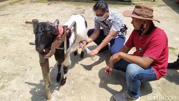 Wisata Edukasi Kambing Etawa Desa Ngargoretno