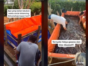 Pakai Ember dan Terpal, 5 Orang Ini Berhasil Budidaya Ikan Lele