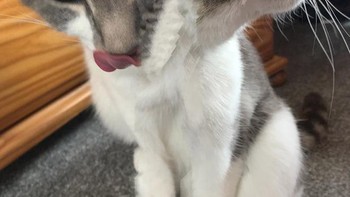 Kucing berkepala dua. Foto: Sadanduseless