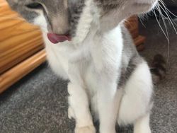 Bikin Ngakak! Deretan Foto Panorama Kucing yang Gagal