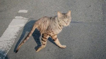 Kucing berkaki dua. Foto: Sadanduseless  