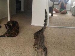 Bikin Ngakak! Deretan Foto Panorama Kucing yang Gagal