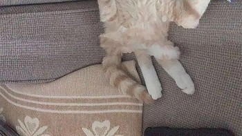 Kucing berbadan mini. Foto: Sadanduseless
