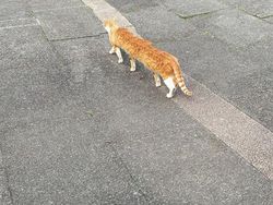 Bikin Ngakak! Deretan Foto Panorama Kucing yang Gagal