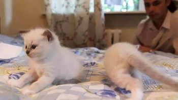 Seperti sulap, badannya terpisah. Foto: Sadanduseless