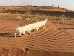 Bikin Ngakak! Deretan Foto Panorama Kucing yang Gagal