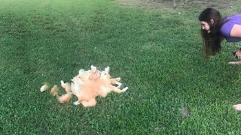 Nah kalu ini kucing dengan betuk tidak beraturan. Foto: Sadanduseless