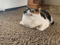 Bikin Ngakak! Deretan Foto Panorama Kucing yang Gagal