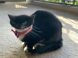 Bikin Ngakak! Deretan Foto Panorama Kucing yang Gagal