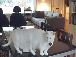 Bikin Ngakak! Deretan Foto Panorama Kucing yang Gagal