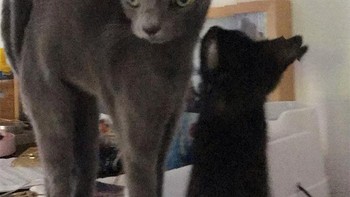 Kucing berkaki tinggi. Foto: Sadanduseless