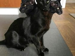 Bikin Ngakak! Deretan Foto Panorama Kucing yang Gagal