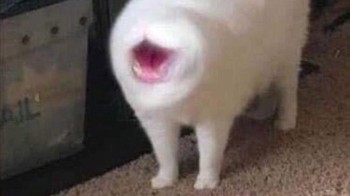 Kucing ini punya mulut doang. Foto: Sadanduseless