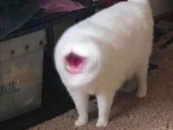 Bikin Ngakak! Deretan Foto Panorama Kucing yang Gagal