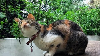 Ini bukan karena kecelakaan ya, tapi efek kesalahan foto panorama. Foto: Sadanduseless