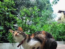 Bikin Ngakak! Deretan Foto Panorama Kucing yang Gagal