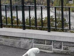 Bikin Ngakak! Deretan Foto Panorama Kucing yang Gagal