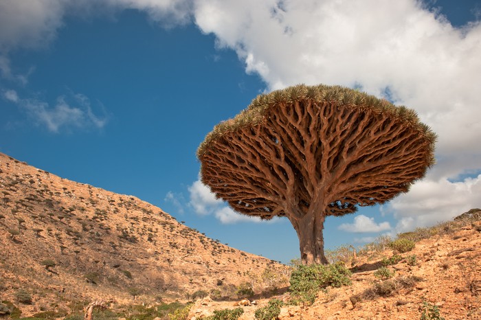 Pulau Socotra dan pohon darah naga