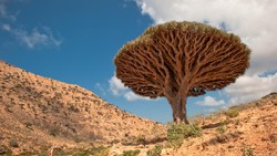 Socotra Tempat Sembunyi Dajjal Punya Pohon dan Alam yang Unik