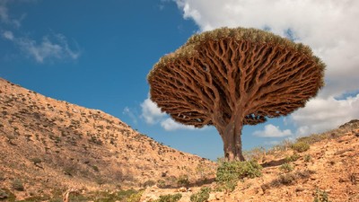 Socotra Tempat Sembunyi Dajjal Punya Pohon dan Alam yang Unik