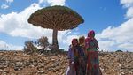 Foto Pohon Aneh di Pulau Alien yang ada di Bumi