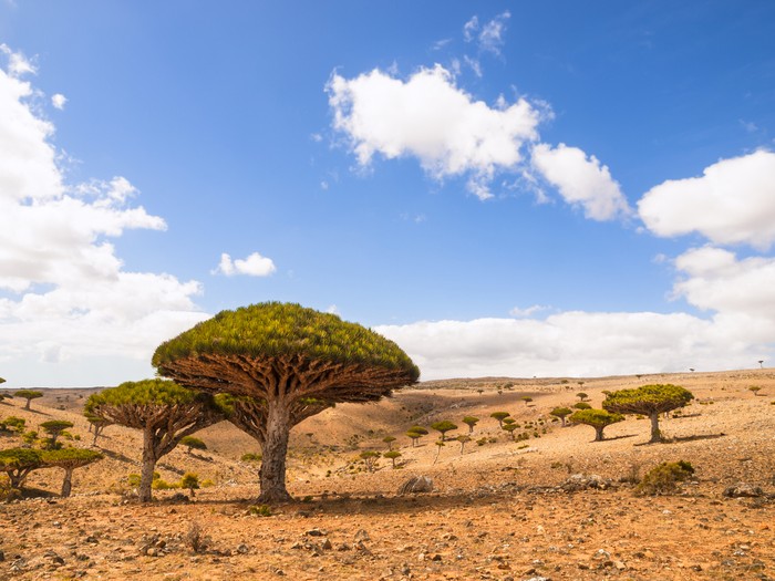 Pulau Socotra dan pohon darah naga