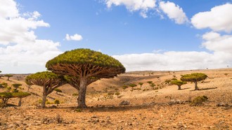 Nestapa Ratusan Turis Terjebak di Pulau Socotra, Tempat Tinggalnya Dajjal