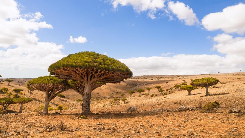 Pulau Socotra dan pohon darah naga