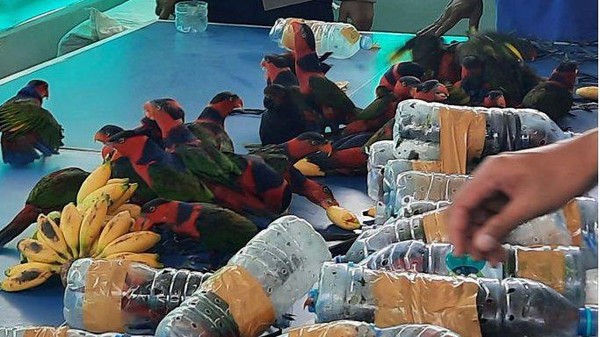 Miris, 74 Ekor Burung Nuri Diselundupkan di Dalam Botol